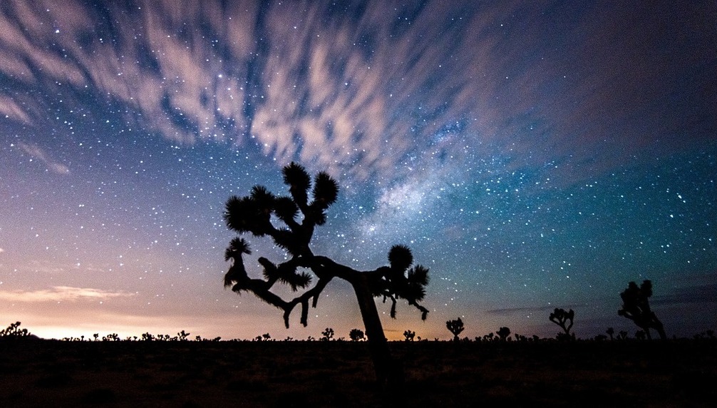 A Joshua tree silhouetted in the forefront of a starry night sky